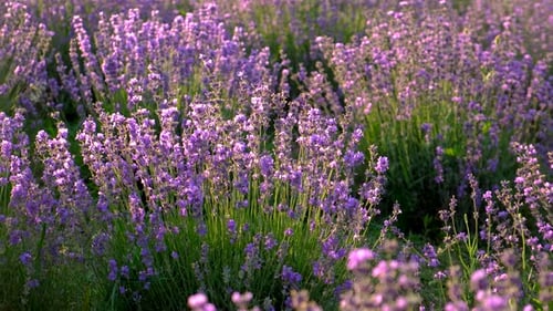 Lavendelblüten auf dem Feld Selektiver Fokus