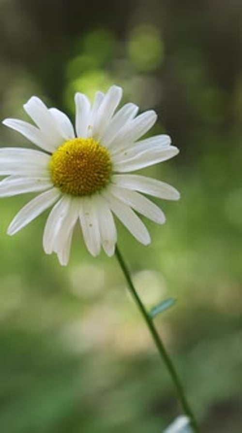 White Daisy Flower Close-up in Nature