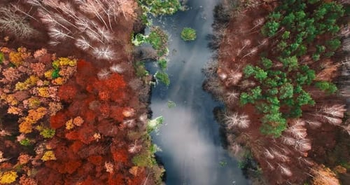 Red forest and river in late autumn in Poland, Europe.