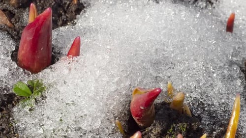 Flor que crece debajo de la nieve