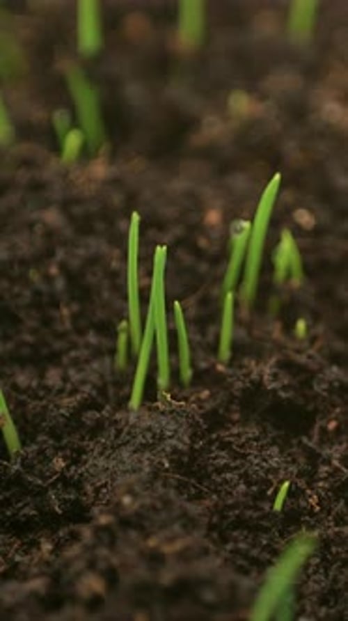 Grass Growing Timelapse From Soil in Vertical Format
