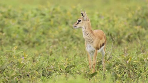 Thomsons Gazelle in Serengeti National Park in Tanzania in Africa, in Plains Scenery on African Wild