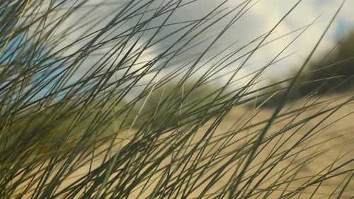 Dune grass is gently moving in the wind. Blue sky and white clouds in the background. Selective dept