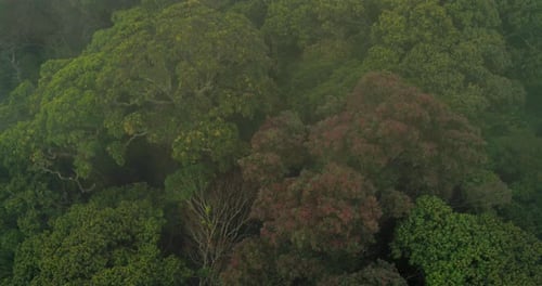 Lush Rainforest Canopy Aerials in the Misty Mountains
