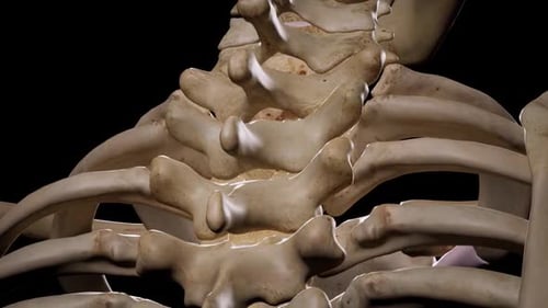 Detailed 3D Animation of Human Spine and Ribcage