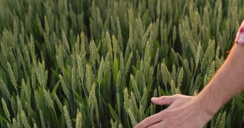 Farmer's Hand Stroking Ears of Wheat at Sunset Top View