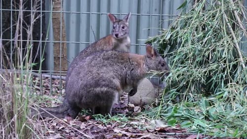 Deux petits wallabies des rochers mangeant des feuilles près d'une clôture sous le soleil de midi à Sydney, en Australie.