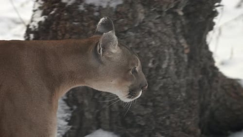 Canadian Cougar Hunts in Snowy Forest During Winter Morning in the Wild