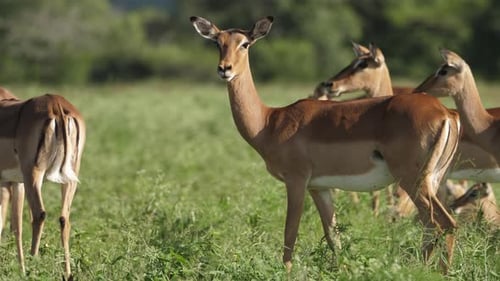 Herd of female impala with their young calves standing in a grass meadow.