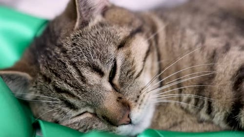 tabby cat sleeping on bed bedroom on blanket and green color lace ribbon 4 k.love care domestic pet