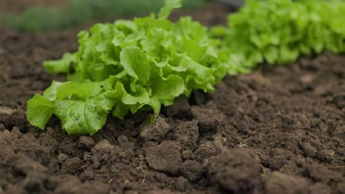 Green Oasis Seedlings and Vegetables Flourish in the Garden SALAD LEAVES