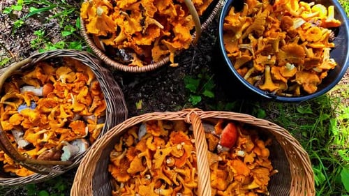 Looking down over woven baskets filled with golden yellow oyster mushrooms cultivated for market