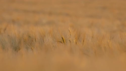 Wheat Field at Sunset