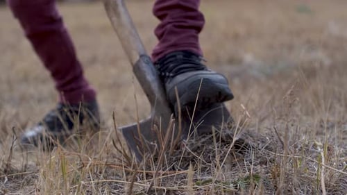 Person digging hole in field. A man's foot is digging with a shovel.