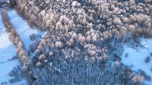 Aerial view of a snowcovered forest trees dusted in white. The serene winter landscape stretches