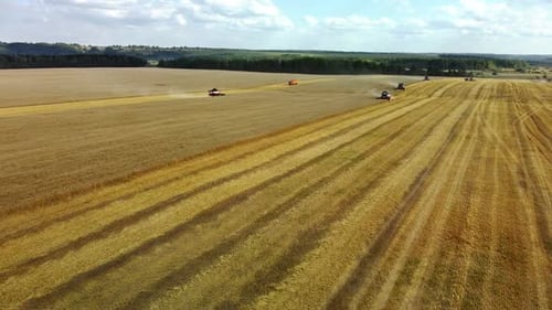 Harvester Machine to Harvest Wheat Field Working
