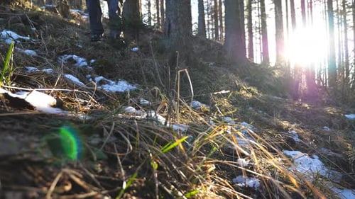 Feet of Male Tourist Walks Down on Slope of Pine Forest with Sunlight at Background