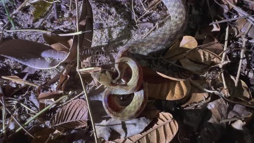 Serpent à yeux de chat malgache (Madagascarophis colubrinus) dans le parc national de Masoala, à Madagascar.
