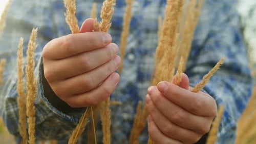 Woman Hand Touching a Golden Wheat Ear in the Wheat Field Wearing Blue Checkered Shirt Closeup