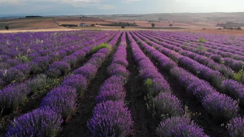 Aerial Lavender fields rows blooming flowers aerial view drone purple field sunset