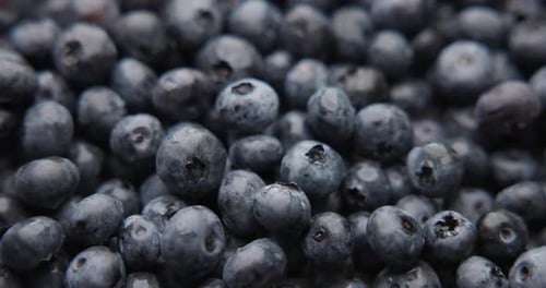 Healthy Organic Fresh Juicy Blueberry Fruit Berrie Macro Background