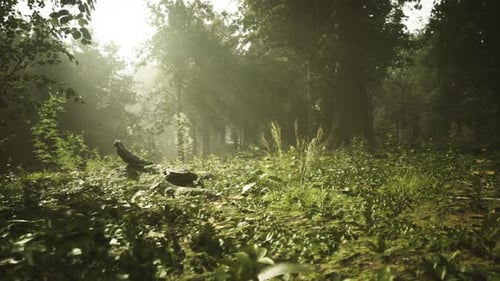 Forêt isolée avec un faisceau rayonnant perçant à travers une végétation luxuriante