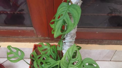 Beautiful green philodendron monstera adansonii leaves in Indonesia called daun janda bolong at home