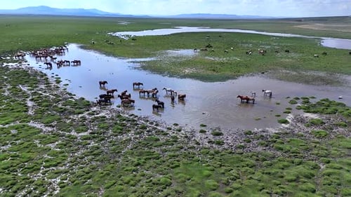 Horses Herd in a River