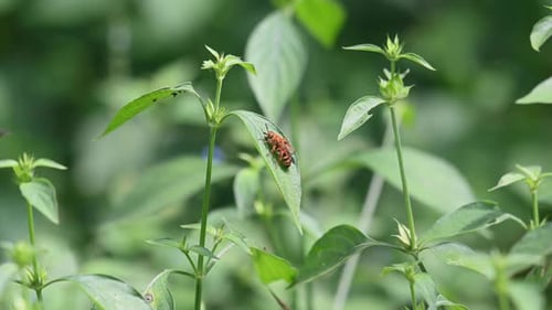 Wildbienen, Hymenopteren, Scoliidae, Kaeng Krachan National Park, 4K-Aufnahmen; gesehen in der Mitte des