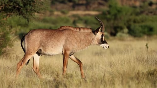 Roan Antelope In Natural Habitat - South Africa