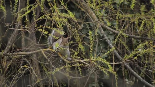 Grey Squirrel Grabbing Thin Branch And Eating Leaves While Perched On Tree Branch Daytime Slow Motio