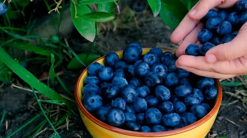 La récolte des bleuets entre les mains d'un agriculteur Selective Focus