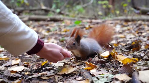 Wild Cute Squirrel Sniffing Nuts From Female Arm at Forest Curious Fluffy Rodent Snuffing Food From