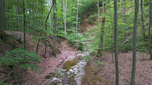 Deep Forest in Strandzha Nature Park Bulgaria A Serene Ravine with a Small Rocky Stream Surrounded