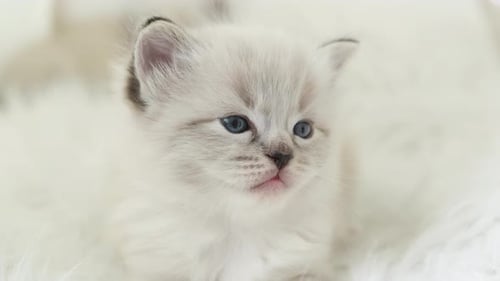 Adorable Kitten with Blue Eyes Resting