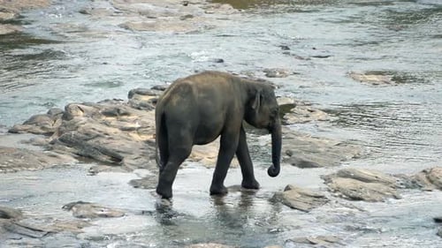 Elephant Walking Through River, Super Slow Motion 240fps