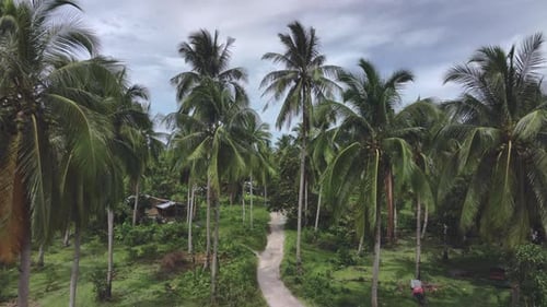 Narrow Road In The Tropics Of Palawan Island