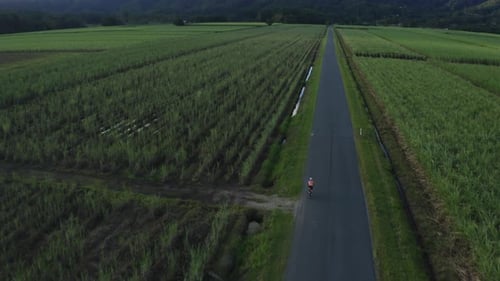 Drone shot of a single cyclist riding on a straight road with can fields either side