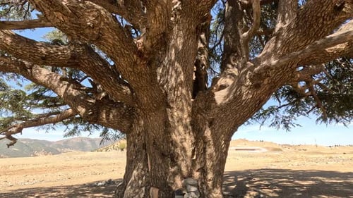 Branches of cedar trees, Moving in the spring forest. Trees with shadows and sunshine, green woods W