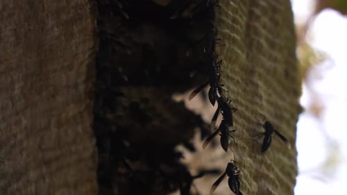 Wild wasps build their nest