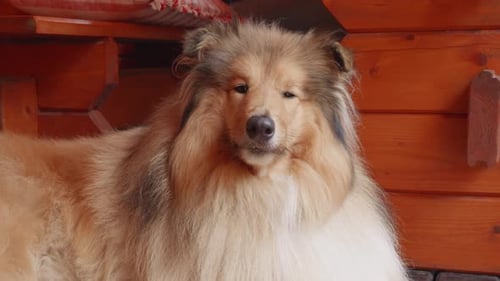 A Close-up View of adorable Rough Collie dog smiling