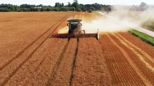 Drone Shot Flying Over Combine Harvesters Working on Wheat Field. Food Industry Concept.