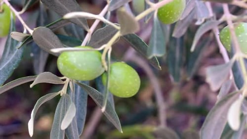 Close up of Olives Berries in the Trees