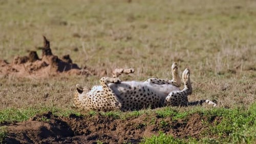 Ein Gepard mit blutiger Schnauze und Pfoten liegt und wehrt fliegende Insekten ab
