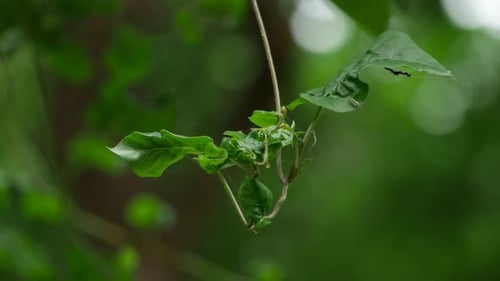 A plant with spider web, a tree branch with leaves, and a plant with green leaves
