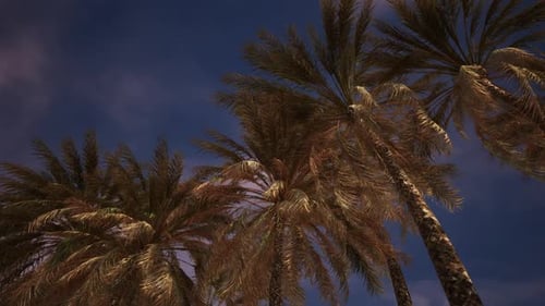Swaying Palm Trees Against Blue Sky Nature Loop