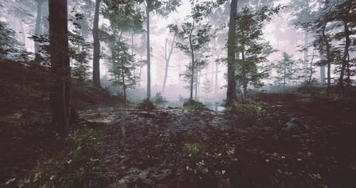 Misty Forest with Tall Trees and Calm Water in the Morning