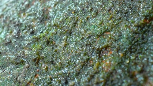 A close-up view of green organic matter growing on a brick.