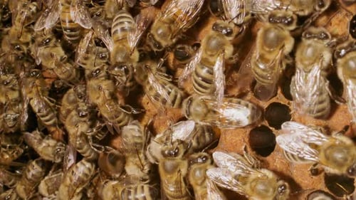 Insects Macro - Hive full of honey bees close up macro slow motion insects