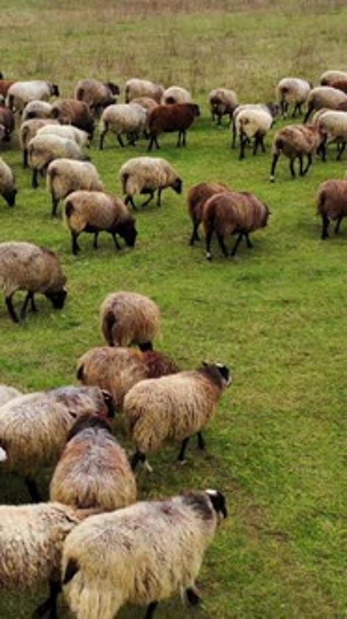 Eine
Schafherde läuft auf dem Feld. Gruppe netter Haustiere auf der Weide.